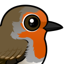 European Robin
