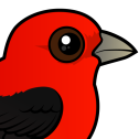 Scarlet Tanager