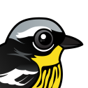 Magnolia Warbler