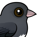 Dark-eyed Junco