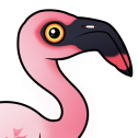 Lesser Flamingo