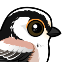 Long-tailed Tit