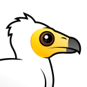 Egyptian Vulture