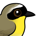 Common Yellowthroat