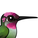 Anna's Hummingbird