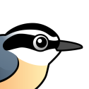 Red-breasted Nuthatch