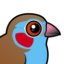Red-cheeked Cordonbleu