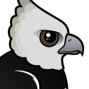 Harpy Eagle