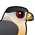 Cooper's Hawk