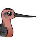 Bar-tailed Godwit