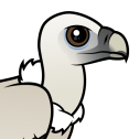 Himalayan Vulture