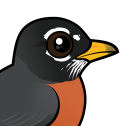 American Robin