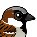 House Sparrow