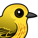Yellow Warbler