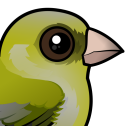 European Greenfinch