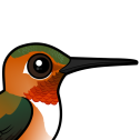 Rufous Hummingbird