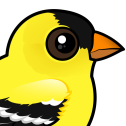American Goldfinch