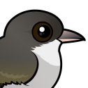 'Akikiki