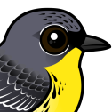 Kirtland's Warbler