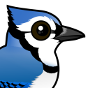 Blue Jay