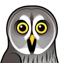 Great Grey Owl