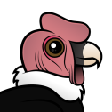 Andean Condor