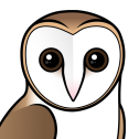 Barn Owl