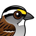 White-throated Sparrow