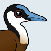African Jacana