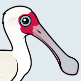 African Spoonbill