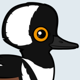 Hooded Merganser