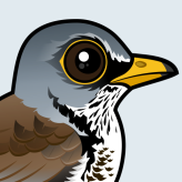 Fieldfare