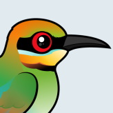 Rainbow Bee-eater