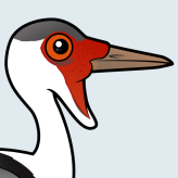 Wattled Crane