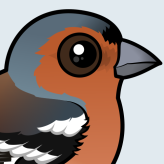 Common Chaffinch