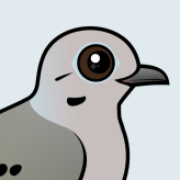 Mourning Dove