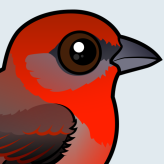 Hepatic Tanager