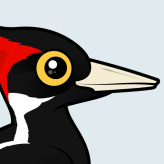 Ivory-billed Woodpecker