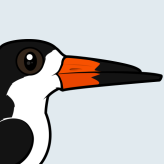 Black Skimmer