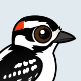 Downy Woodpecker
