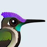 Marvelous Spatuletail