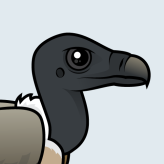 Slender-billed Vulture