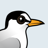 Least Tern