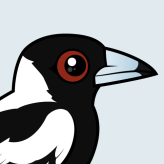 Australian Magpie