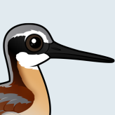 Wilson's Phalarope
