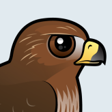 Red-tailed Hawk