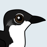 Scripp's Murrelet