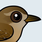 Winter Wren