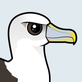 Shy Albatross