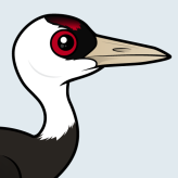 Hooded Crane